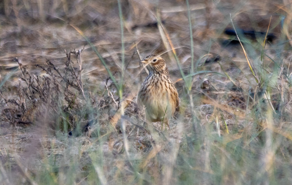 Eurasian Skylark - ML645706099