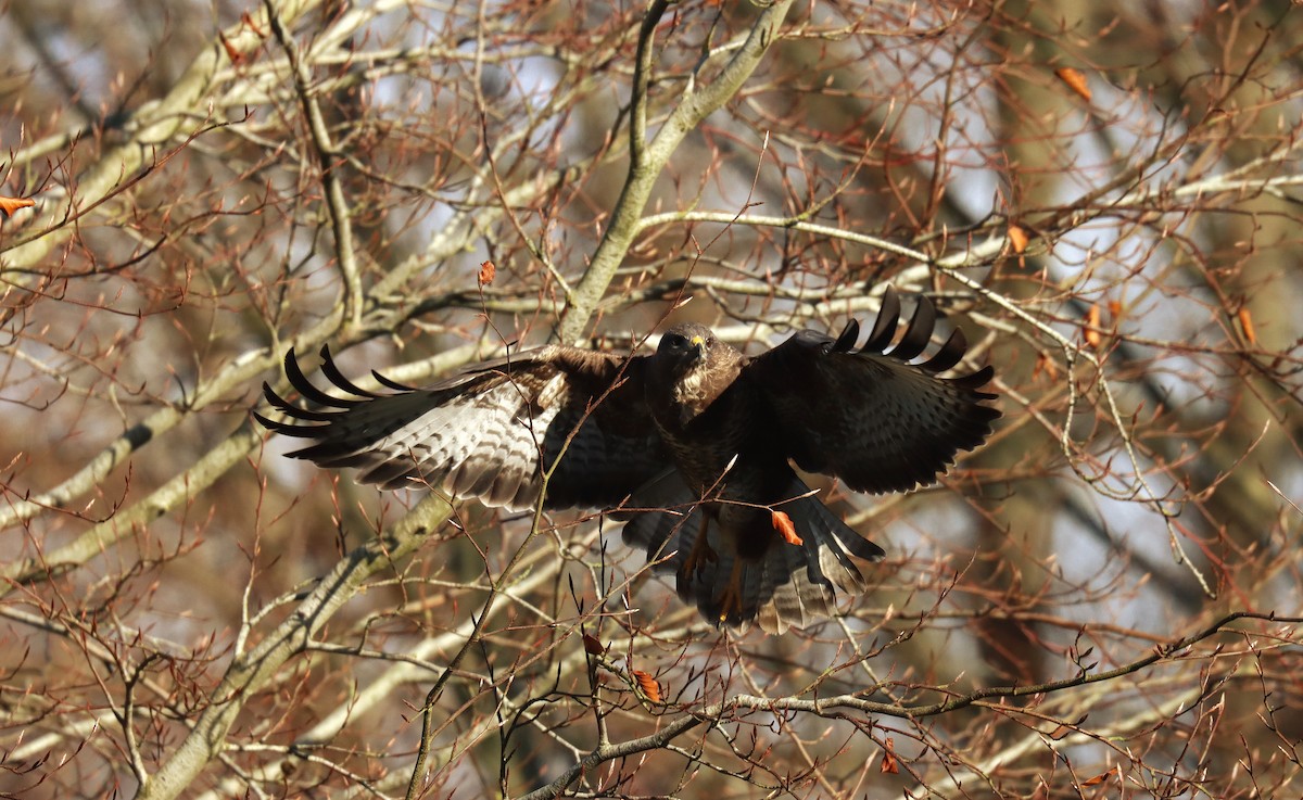 Common Buzzard - ML645706103