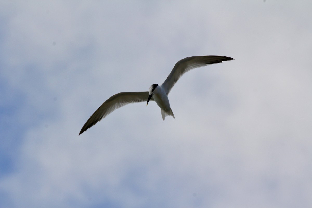 Sandwich Tern - ML645706105
