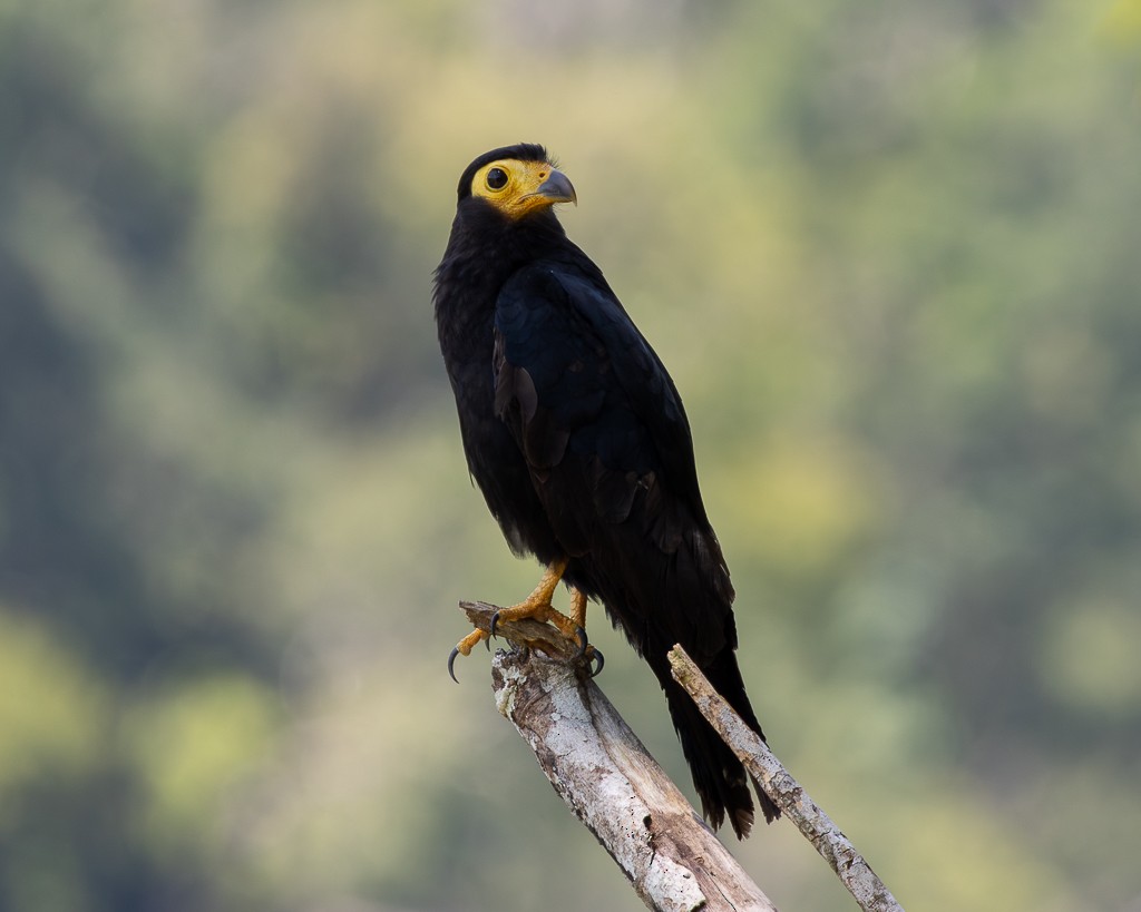 Siyah Karakara - ML645706108