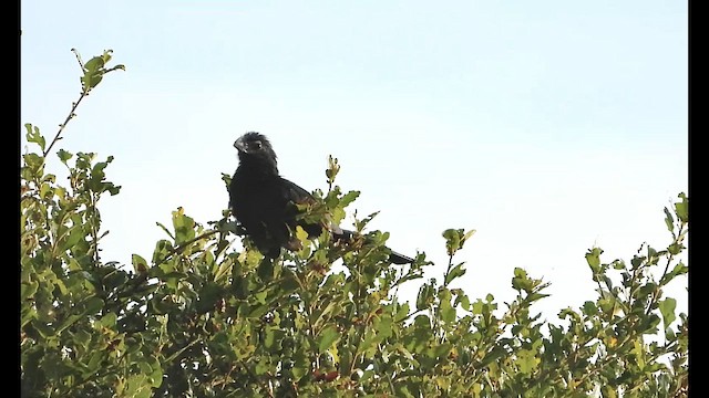 Groove-billed Ani - ML645706109