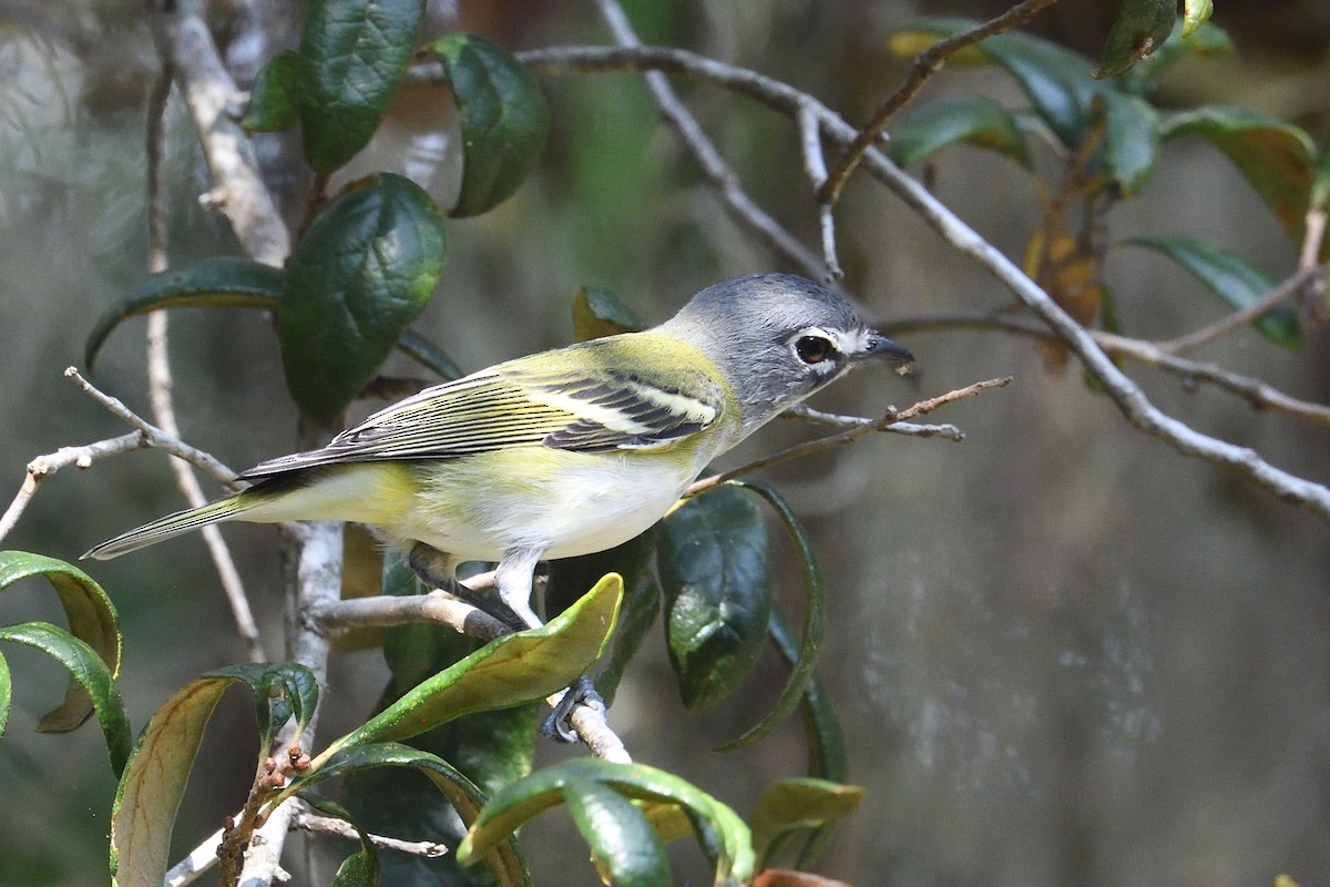 Blue-headed Vireo - ML645706110