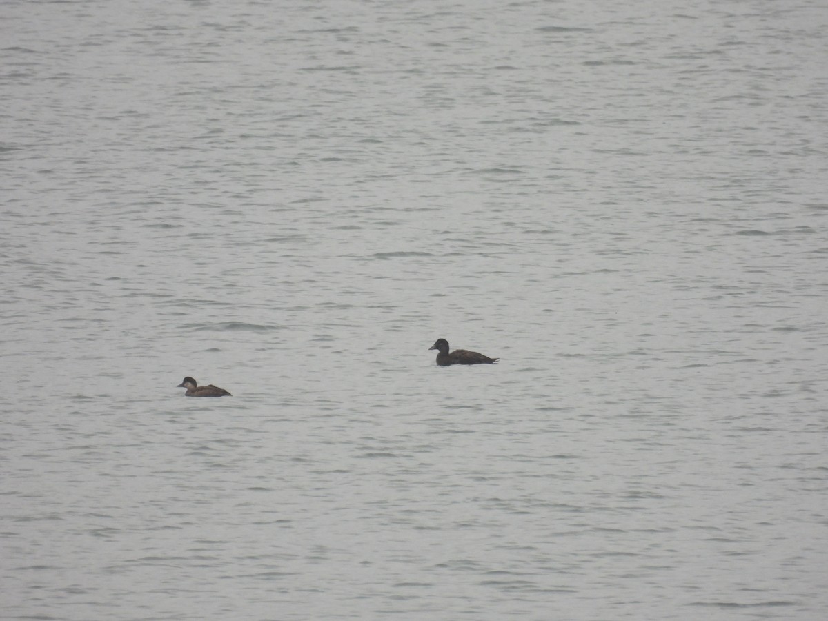 Surf Scoter - ML645706118