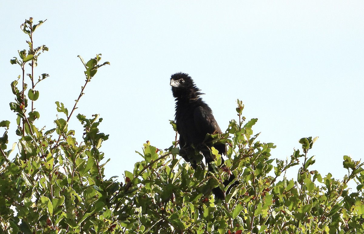 Groove-billed Ani - ML645706123