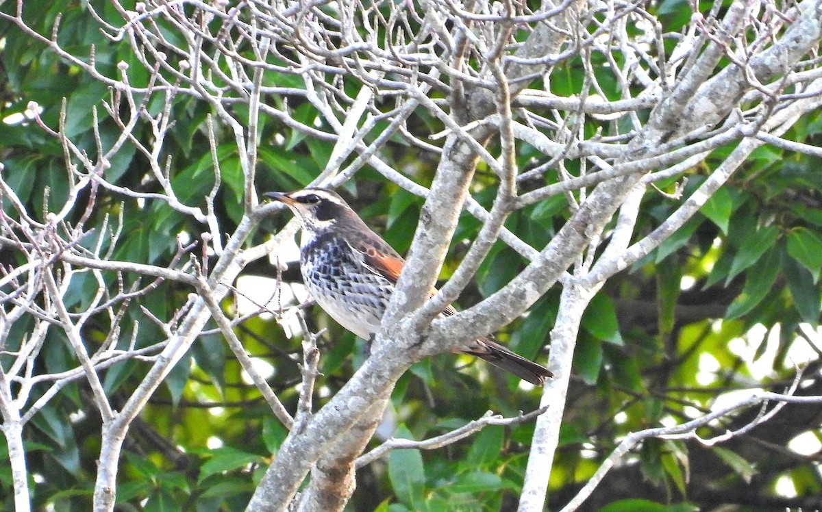 斑點鶇 - ML645706129