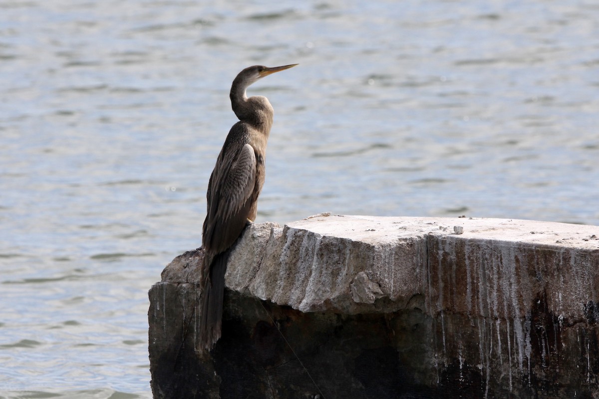 Anhinga - ML645706140