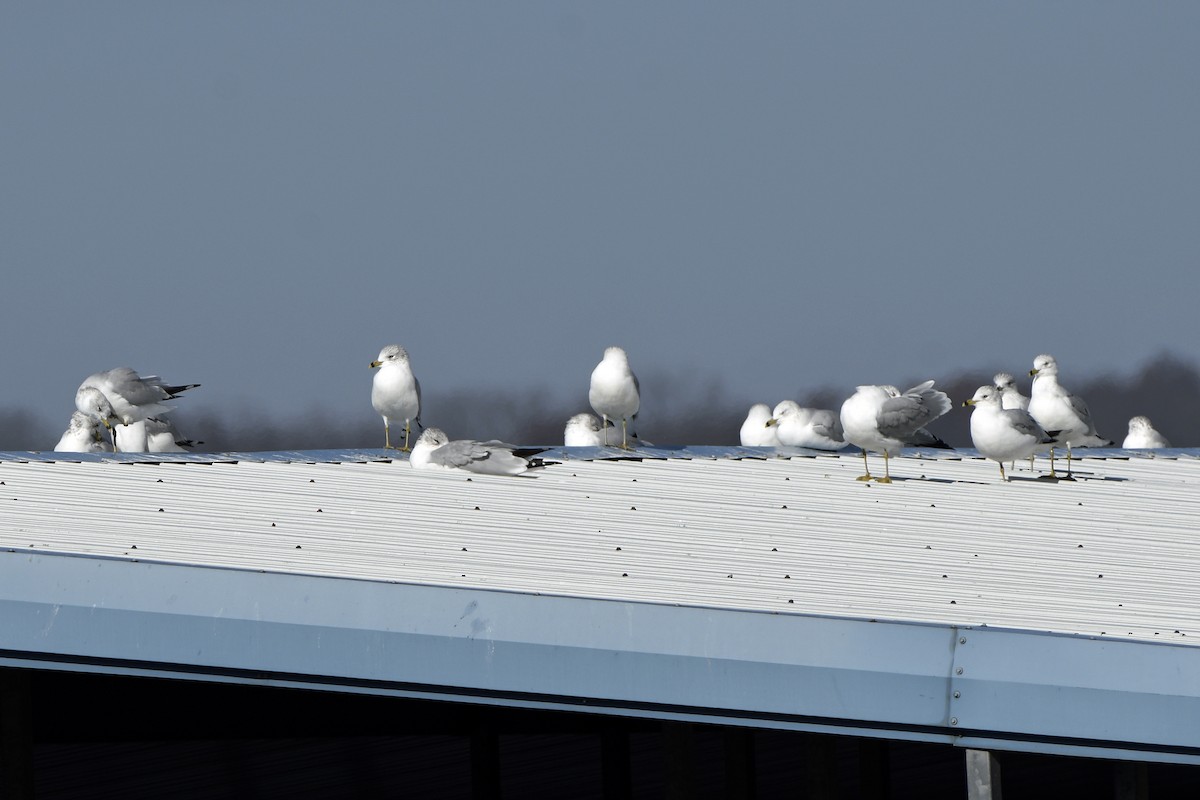 Ring-billed Gull - ML645706151