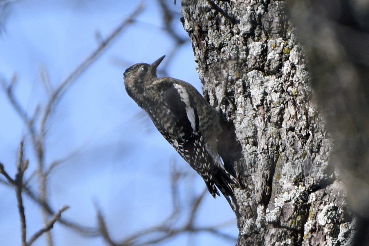 Yellow-bellied Sapsucker - ML645706160