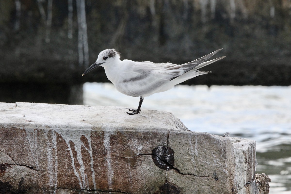 Sandwich Tern - ML645706161