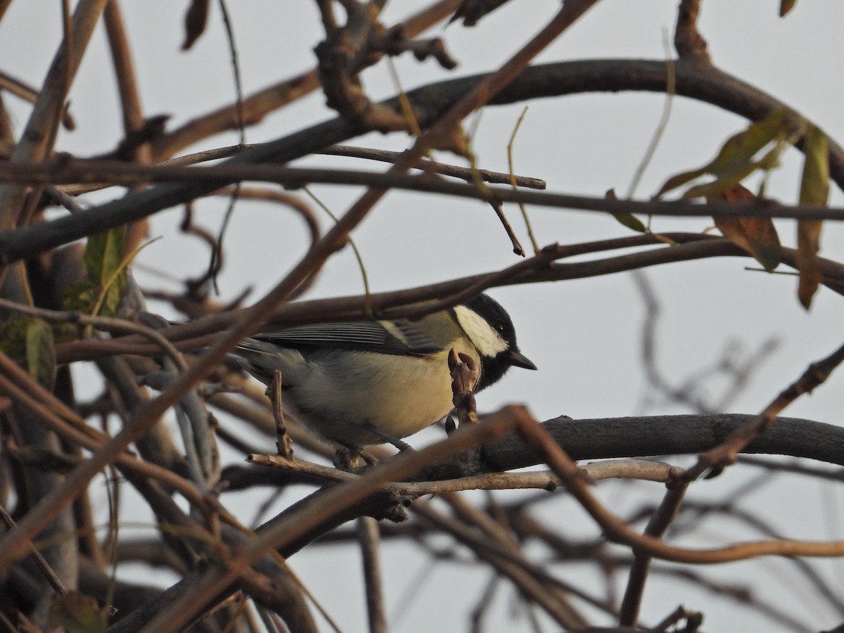 白頰山雀(minor群) - ML645706168