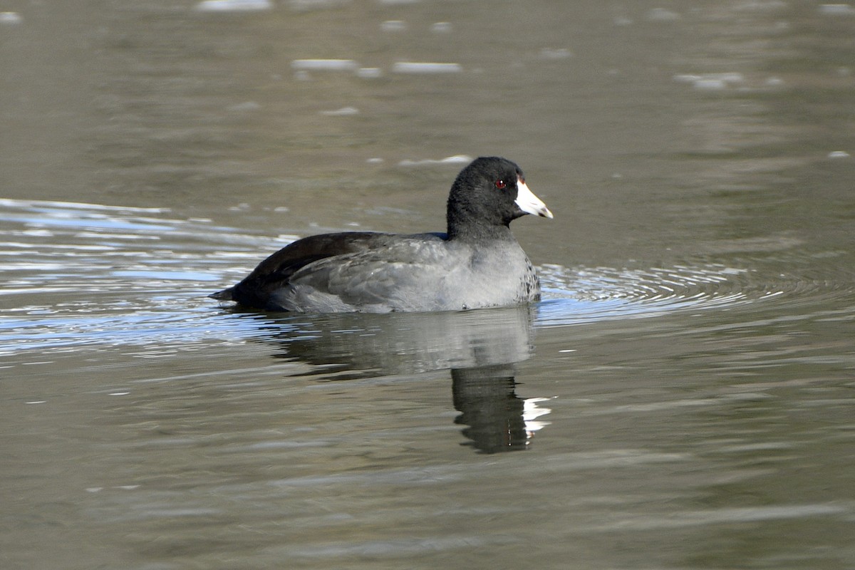American Coot - ML645706169