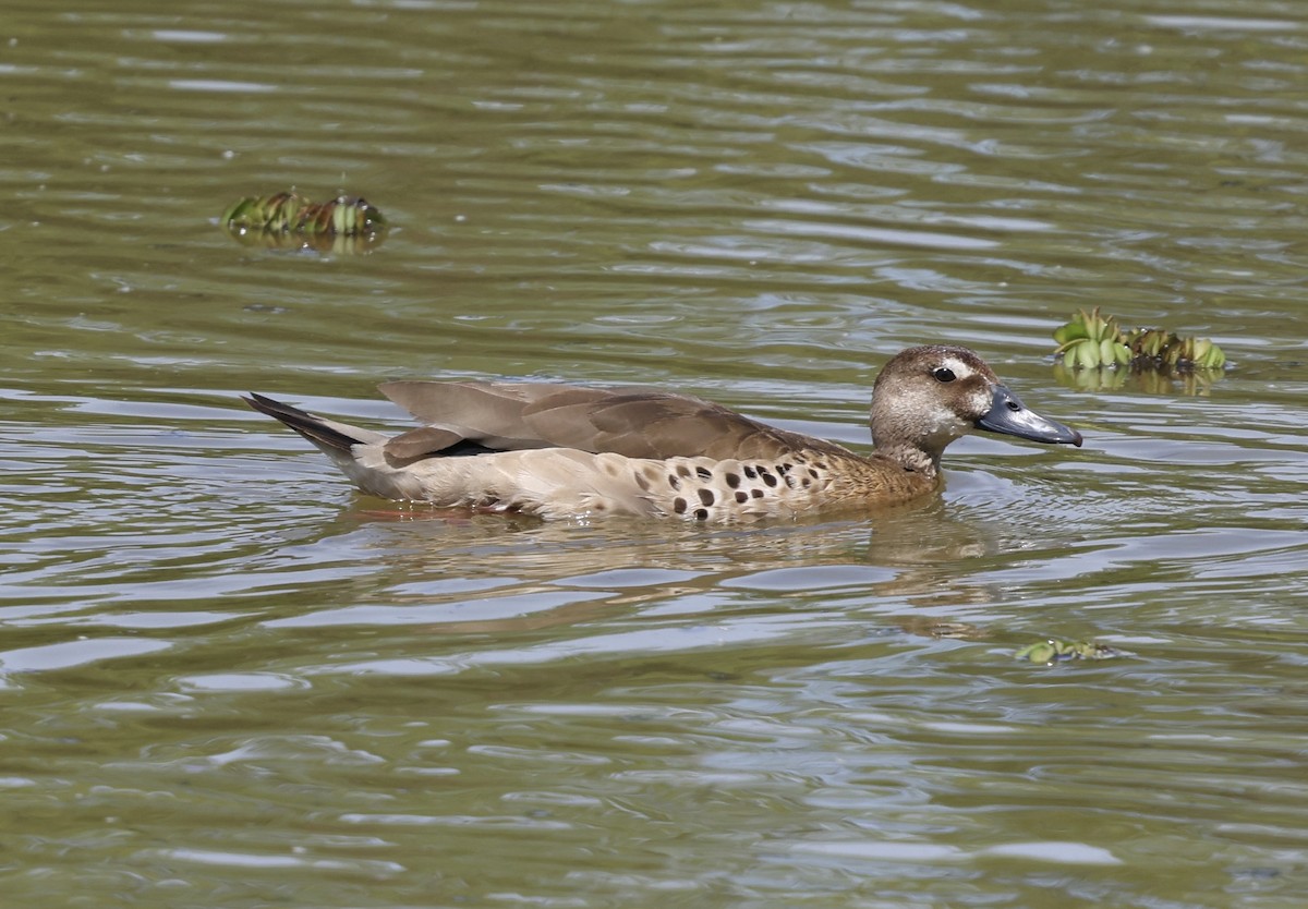 Brazilian Teal - ML645706170