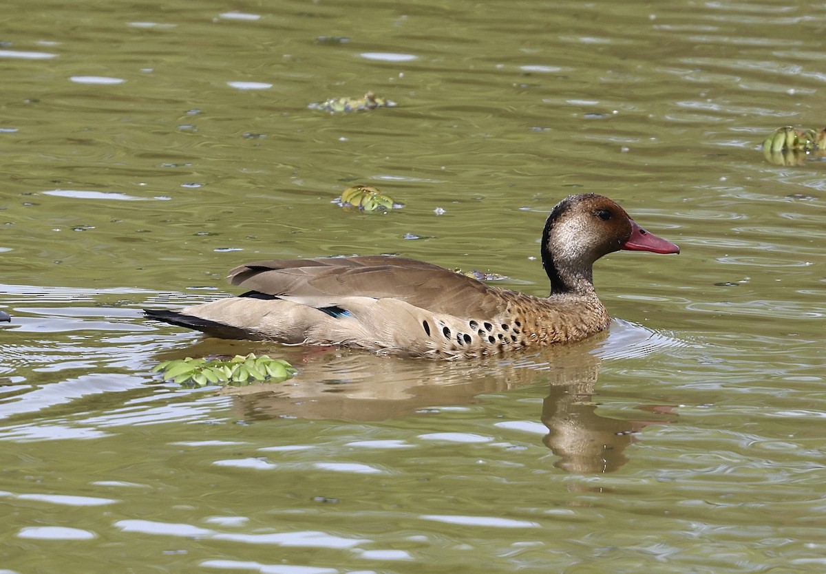 Brazilian Teal - ML645706171