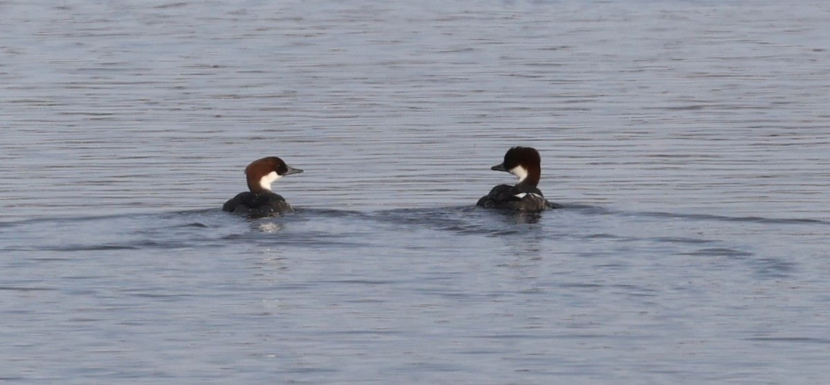 Smew - ML645706174