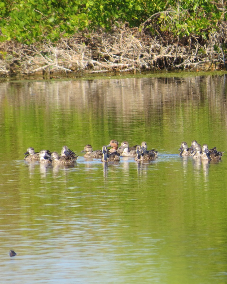 小水鴨 - ML645706180