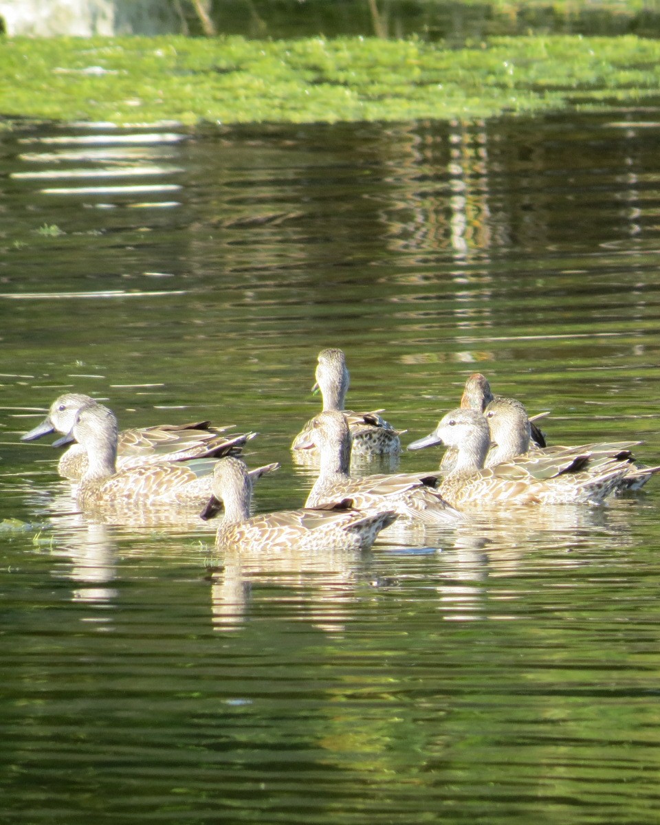 小水鴨 - ML645706181