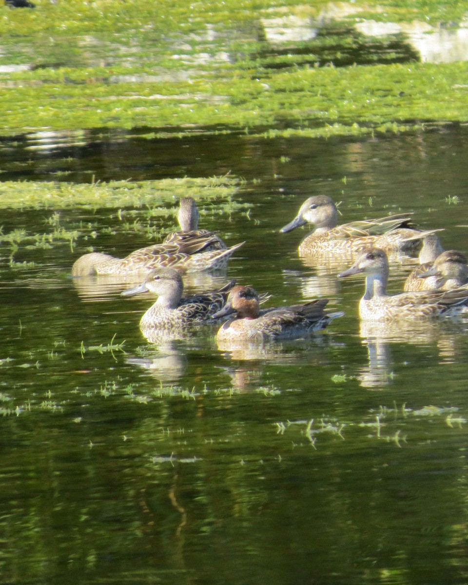 小水鴨 - ML645706182