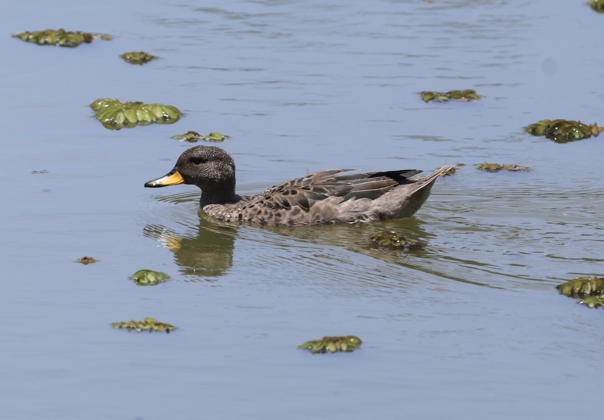 Yellow-billed Teal - ML645706185
