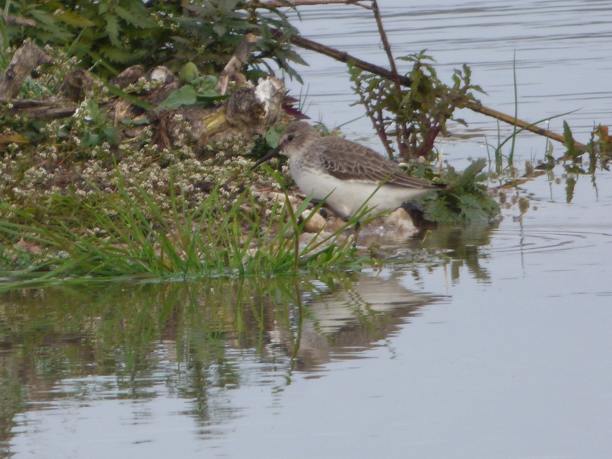 Dunlin - ML645706186