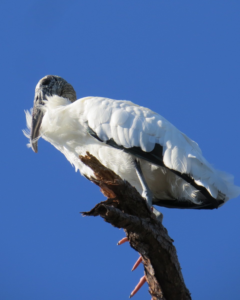 Wood Stork - ML645706201