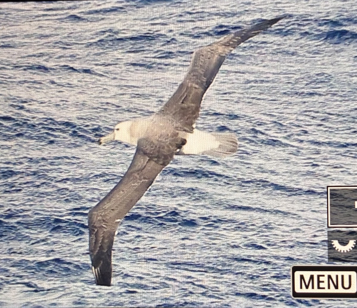 White-capped Albatross - ML645706214