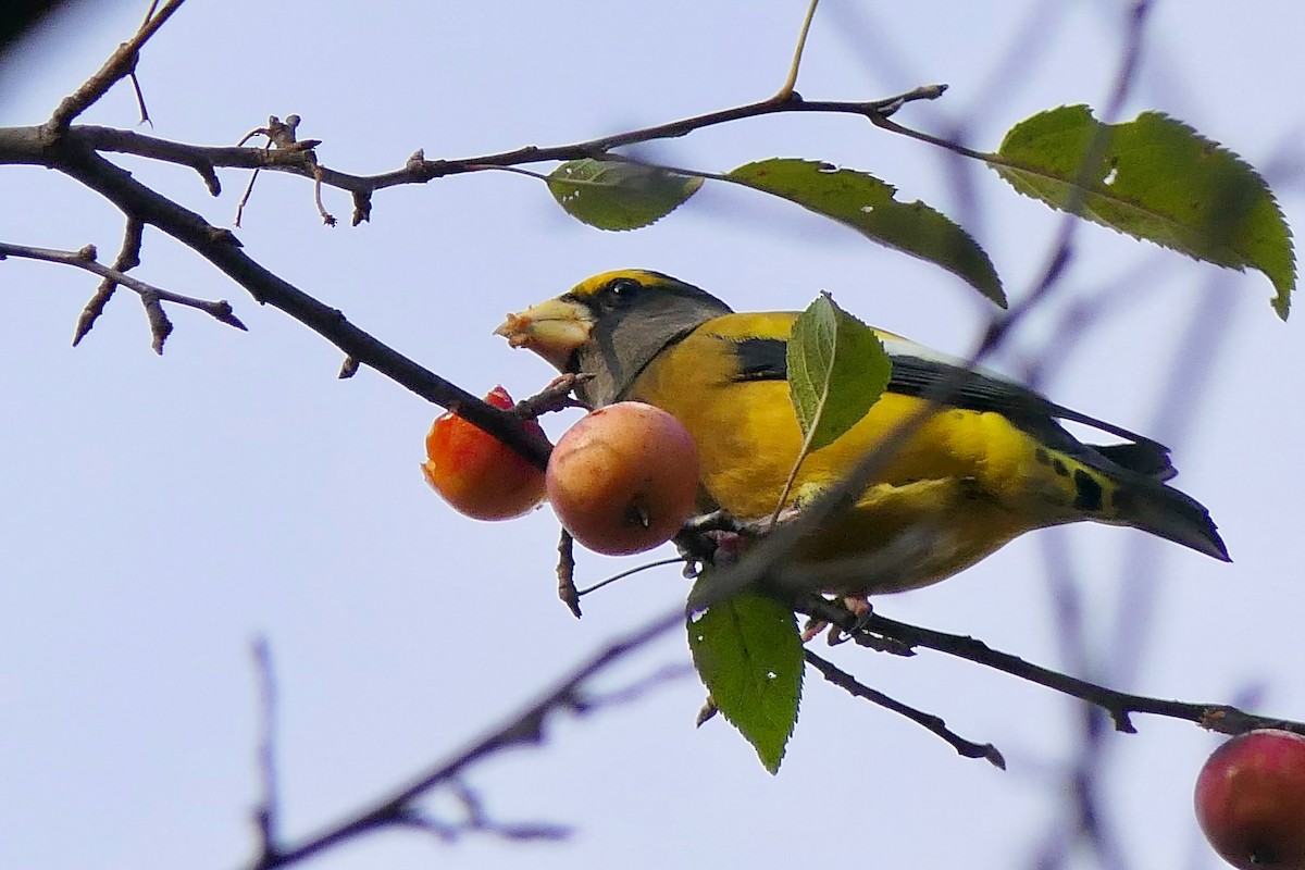 Evening Grosbeak - ML645706233