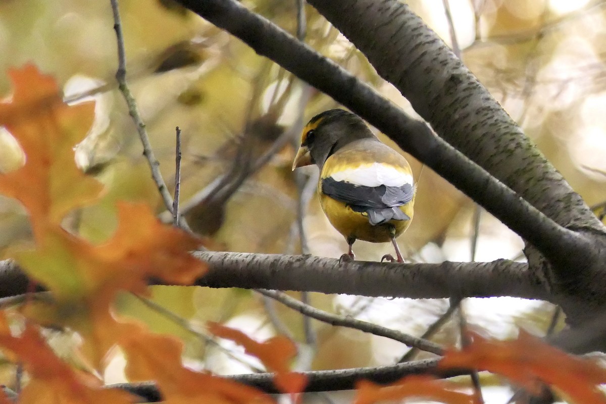 Evening Grosbeak - ML645706234