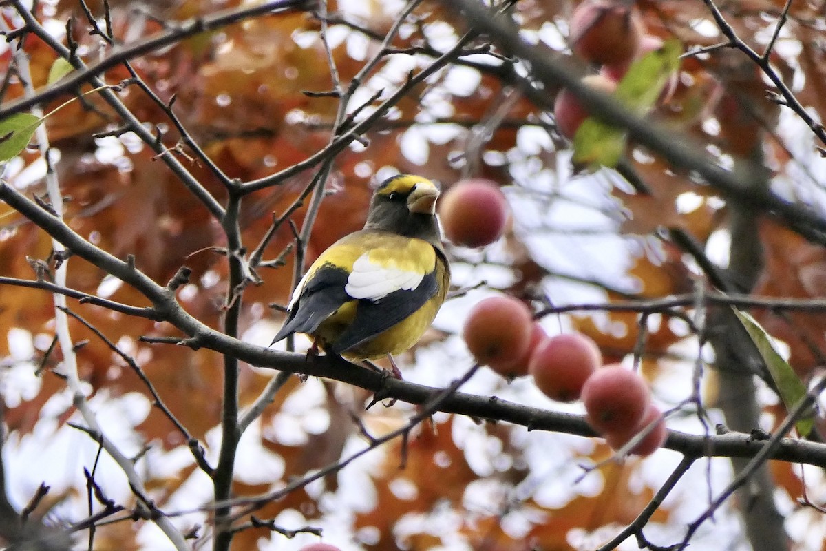 Evening Grosbeak - ML645706235