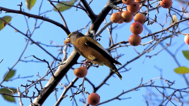 Evening Grosbeak - ML645706236