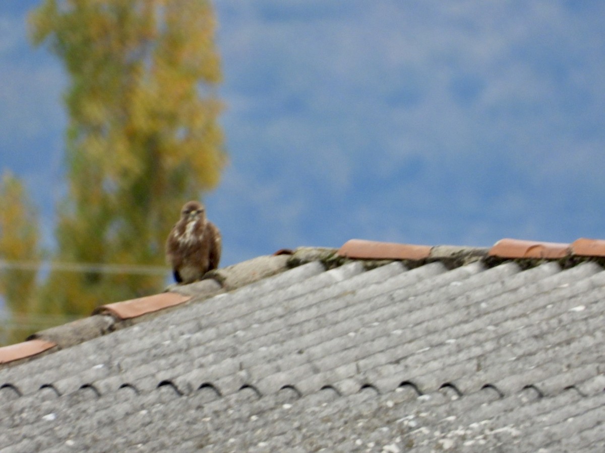 Common Buzzard - ML645706252