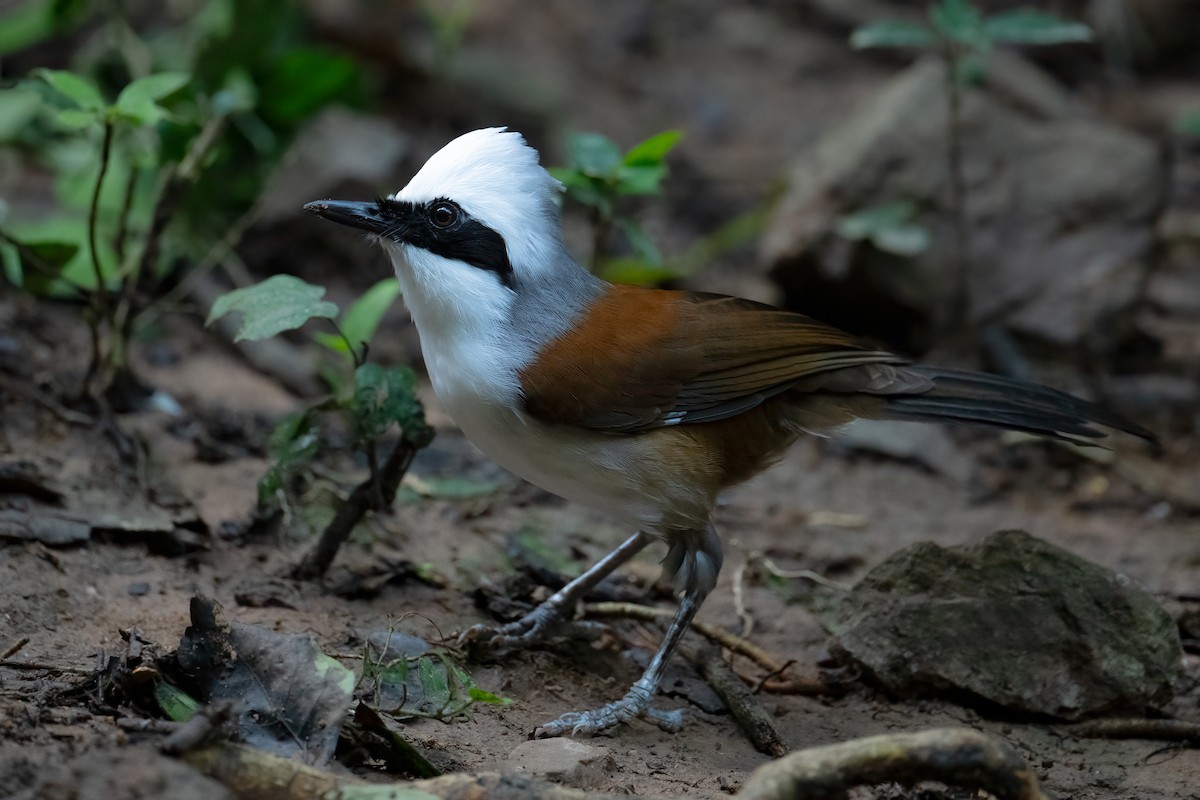 White-crested Laughingthrush - ML645706253