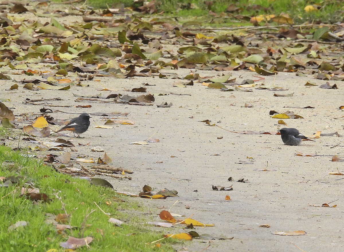 Black Redstart - ML645706254