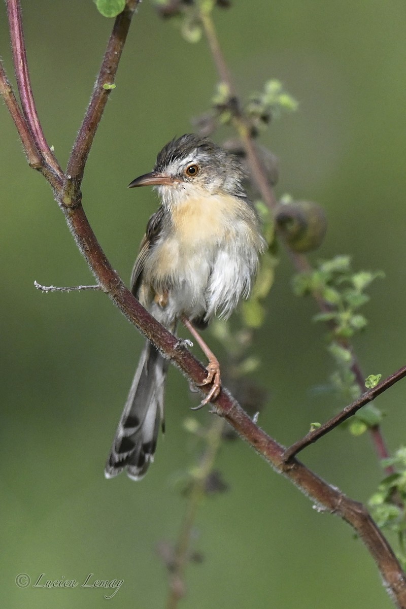 Plain Prinia - ML645706256