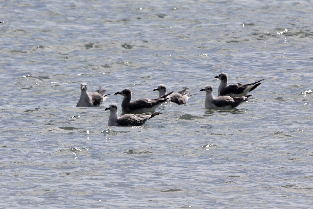 Laughing Gull - ML645706257