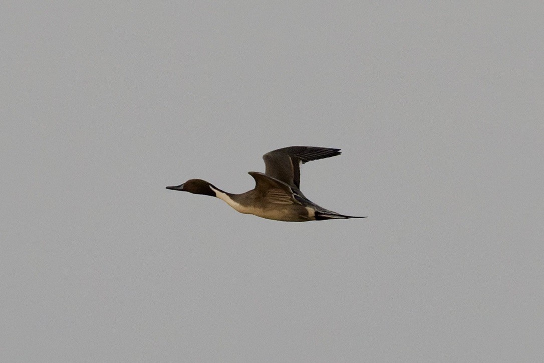 Northern Pintail - ML645706258