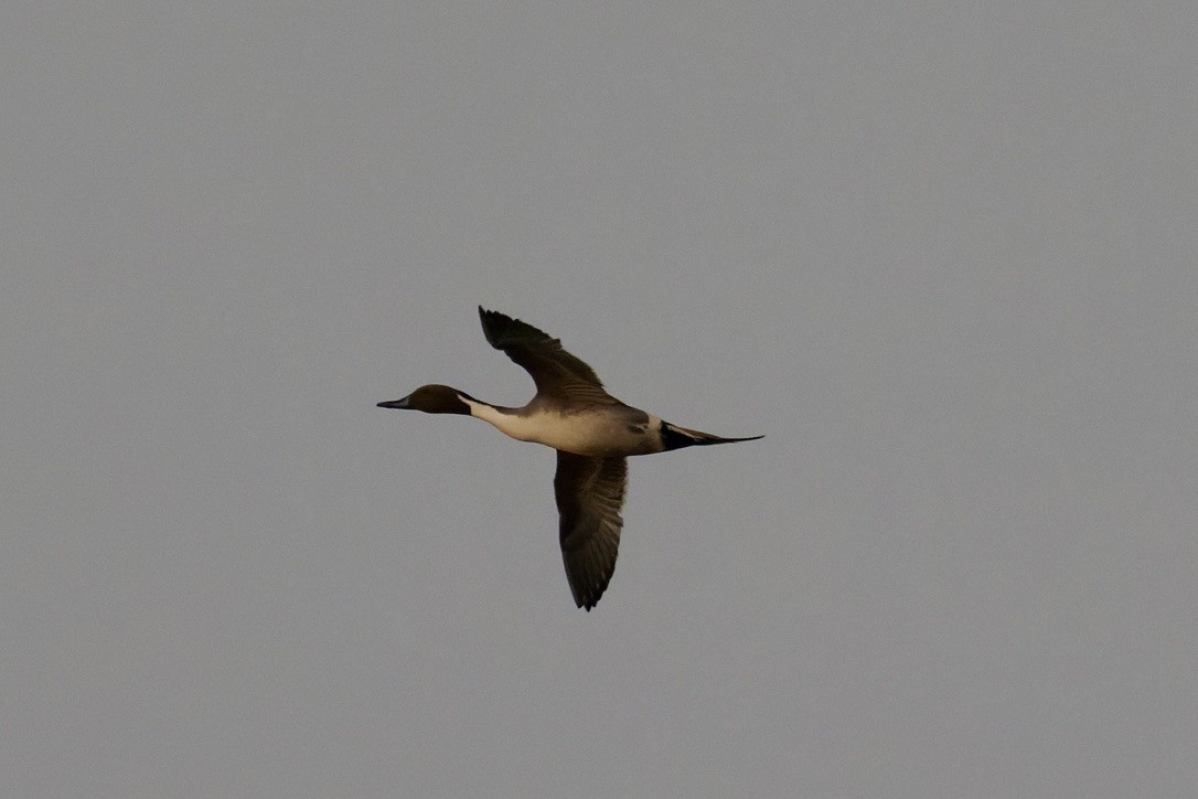Northern Pintail - ML645706259