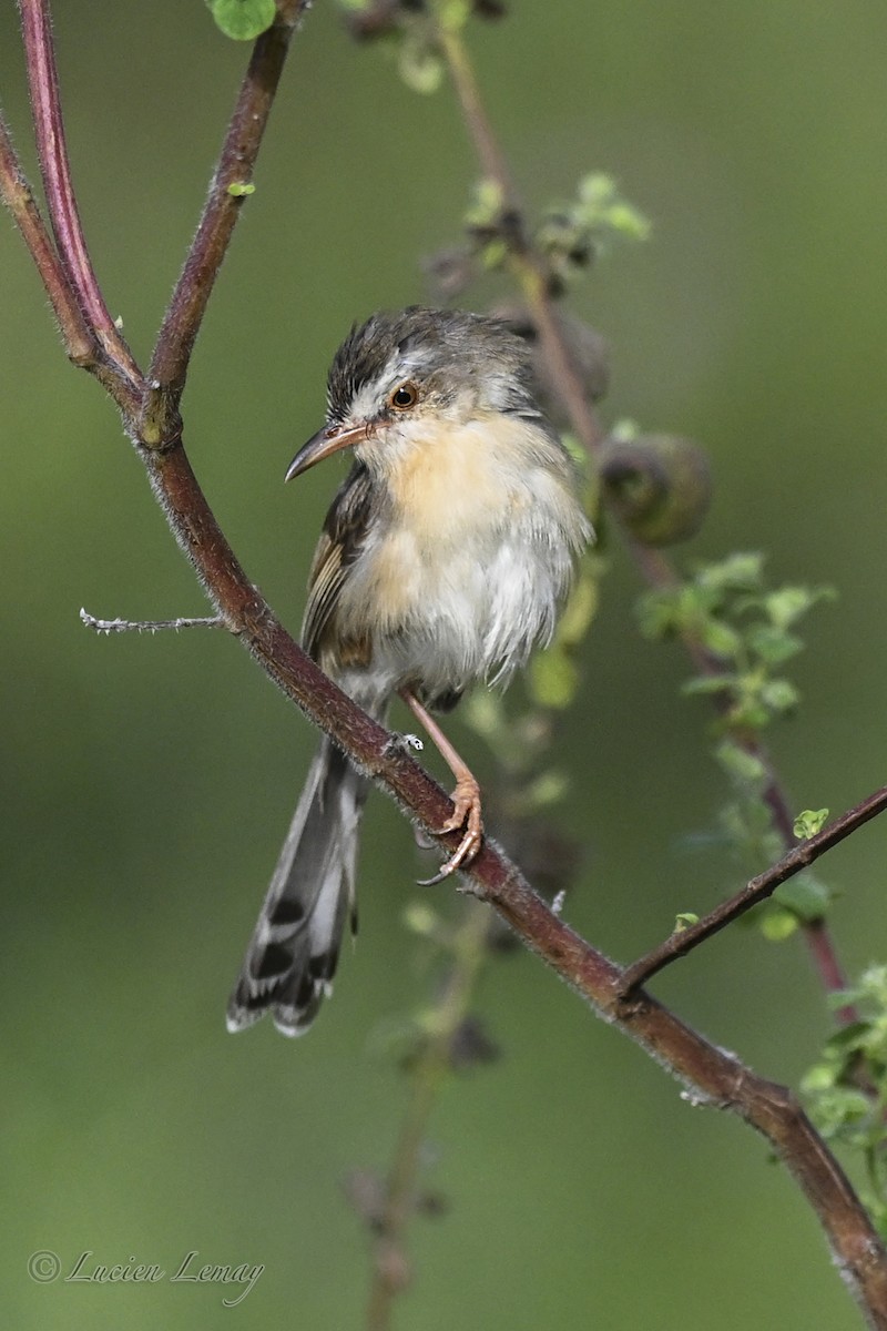 Plain Prinia - ML645706261