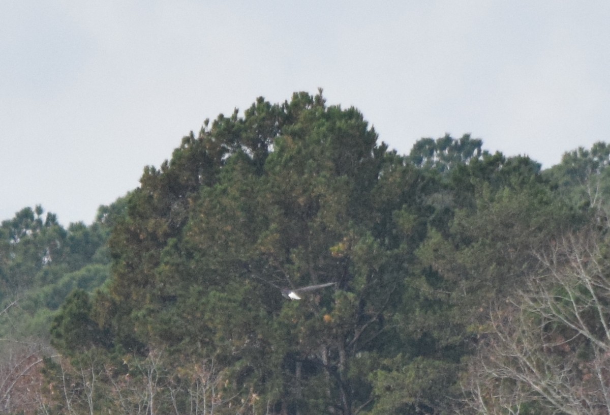 Bald Eagle - ML645706263