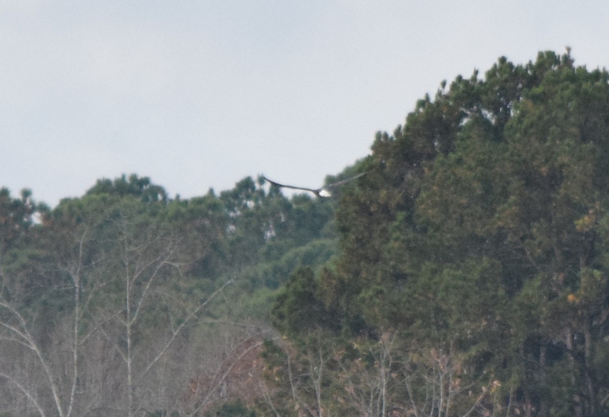 Bald Eagle - ML645706264