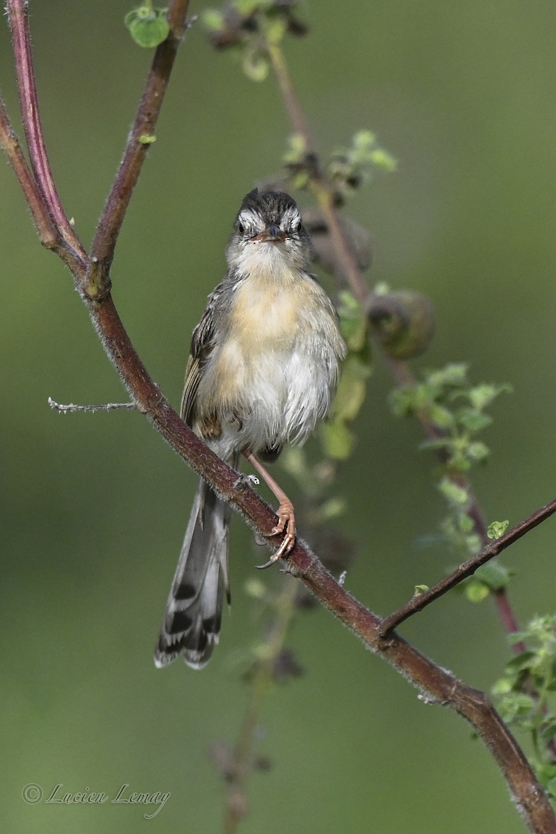 Plain Prinia - ML645706268