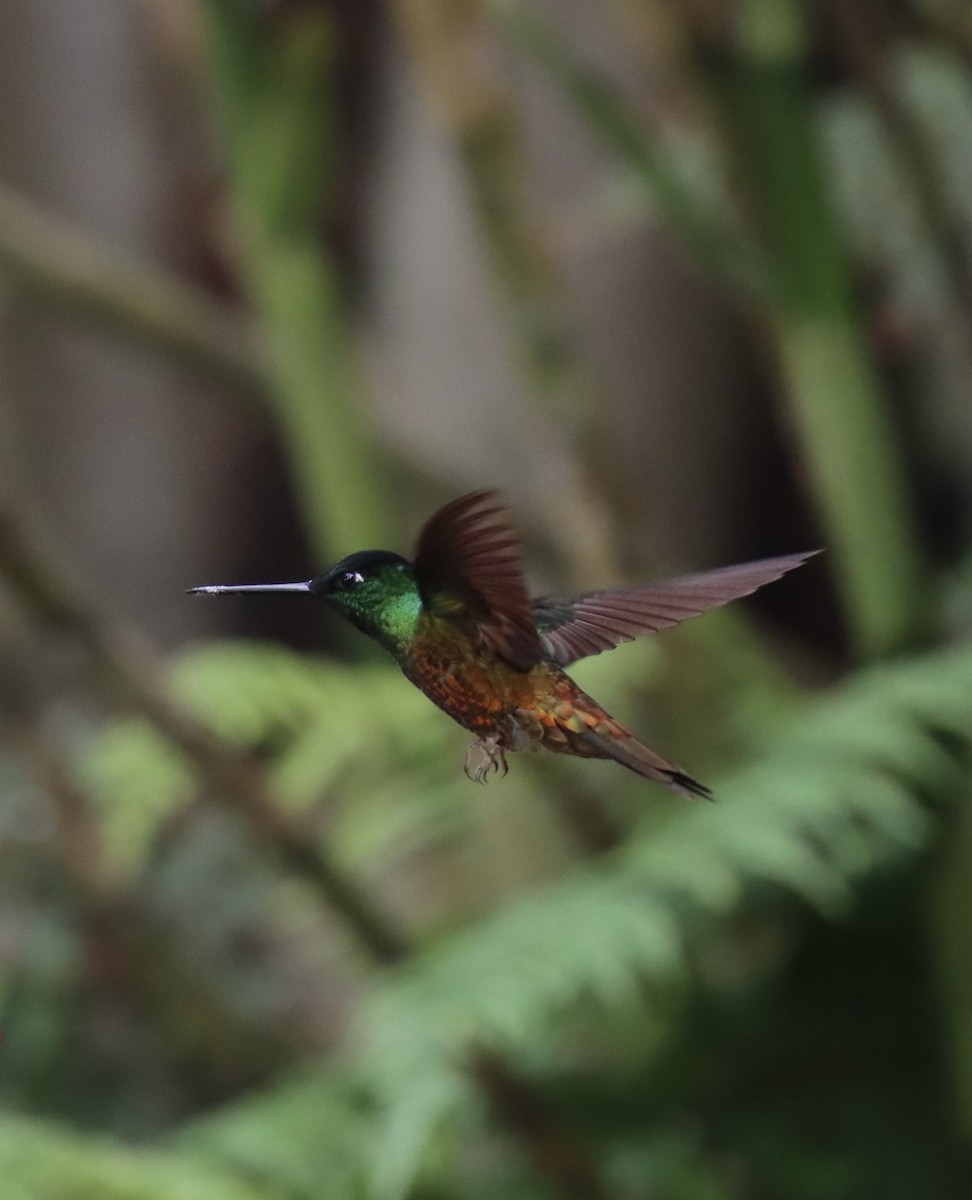 Golden-bellied Starfrontlet - ML645706271