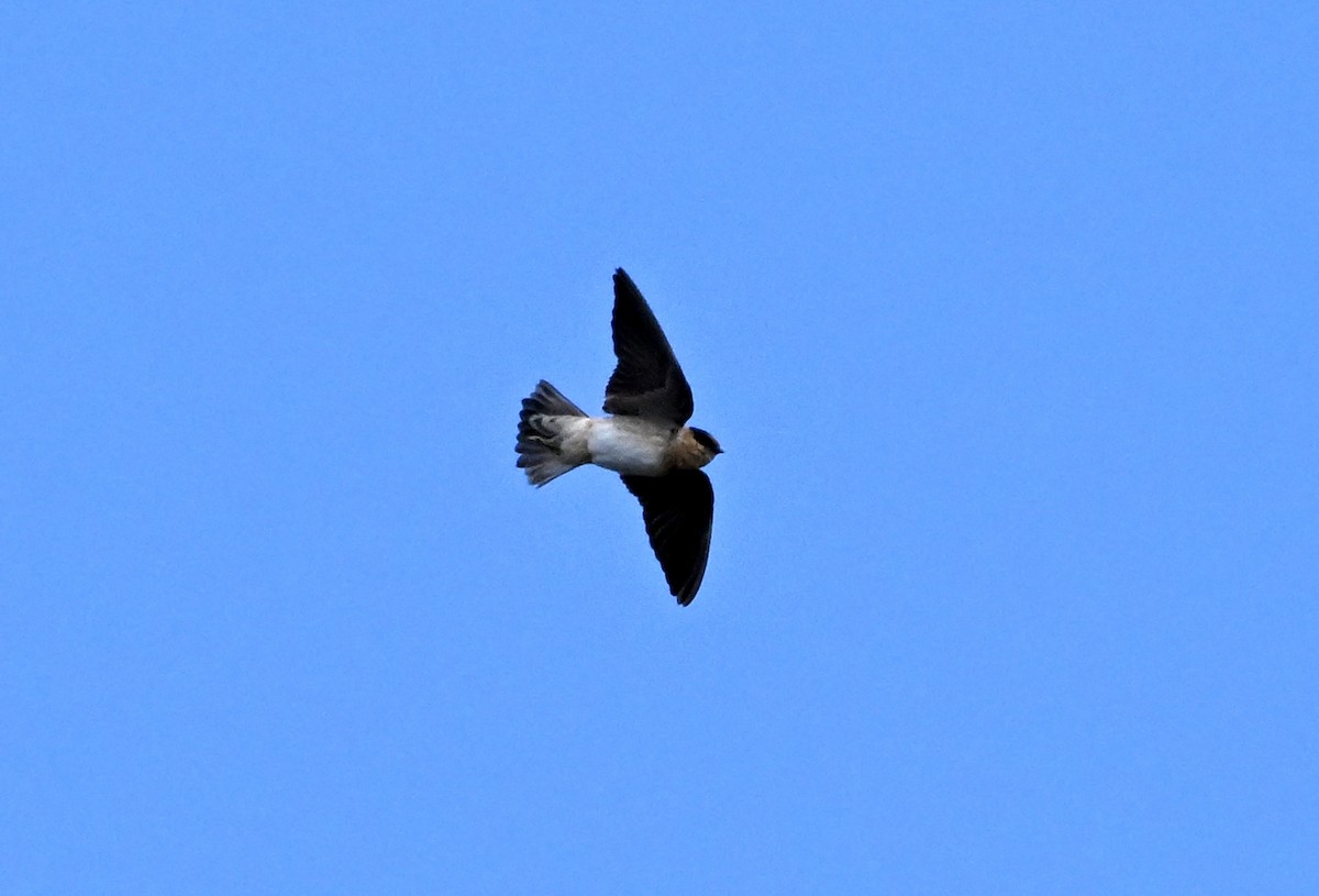 Cave Swallow (Caribbean) - ML645706272