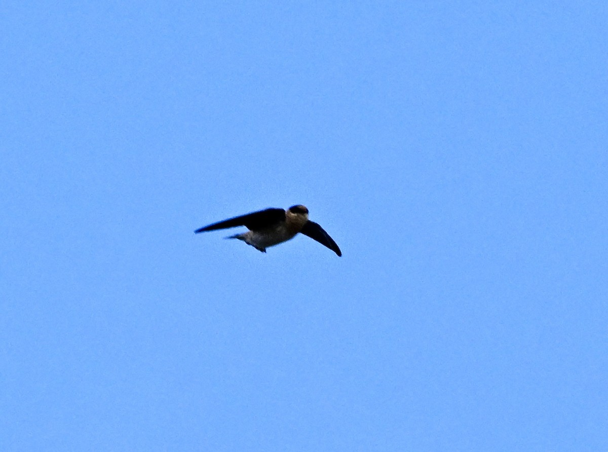 Cave Swallow (Caribbean) - ML645706273
