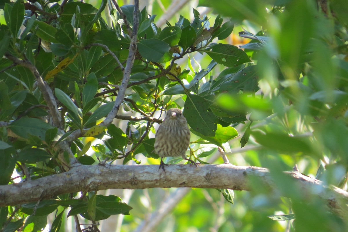 House Finch - ML645706274