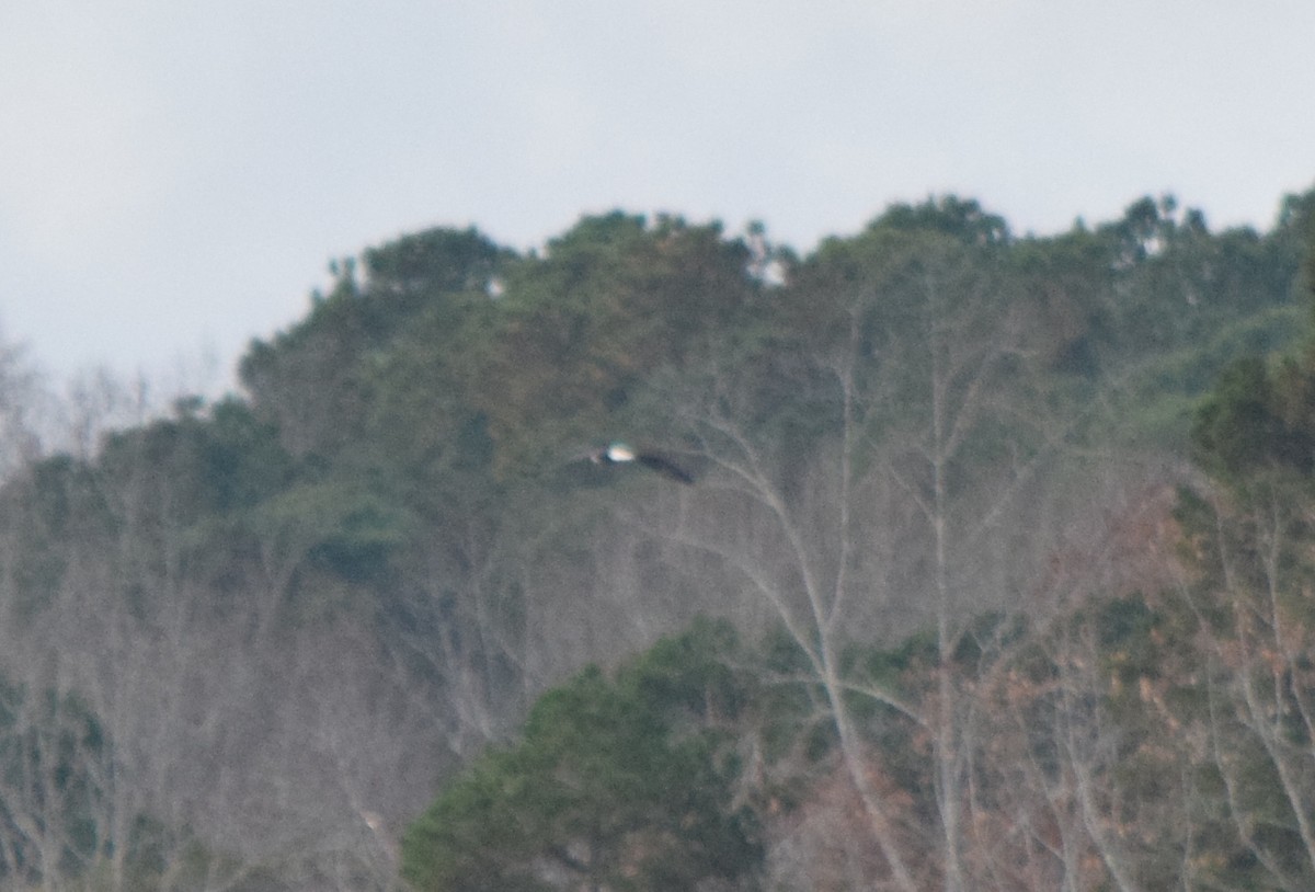 Bald Eagle - ML645706275