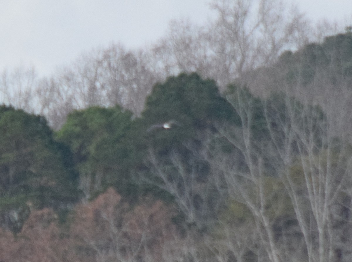 Bald Eagle - ML645706276