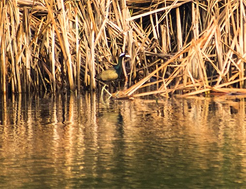 Bronze-winged Jacana - ML645706278