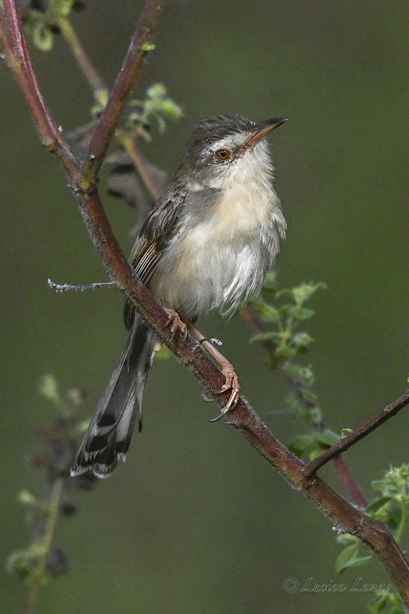 Plain Prinia - ML645706279