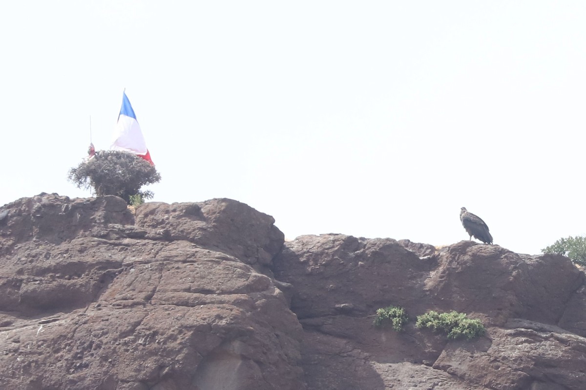 Andean Condor - ML645706280