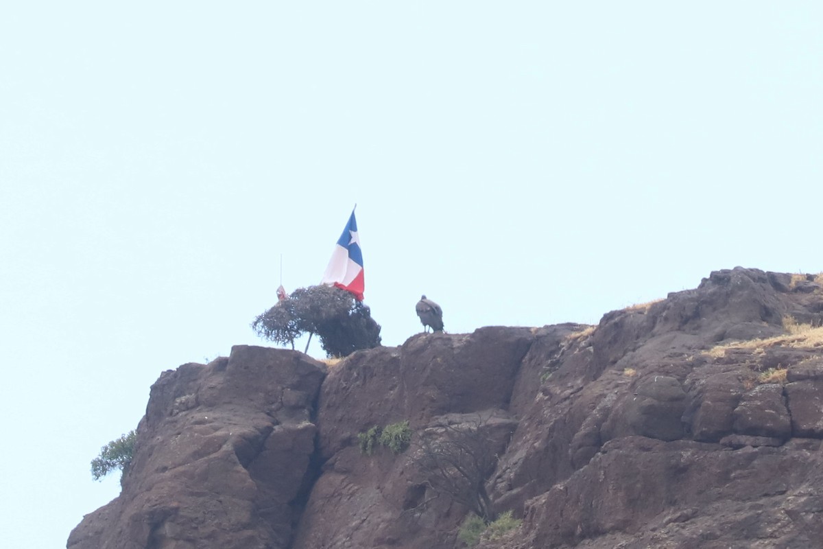 Andean Condor - ML645706281